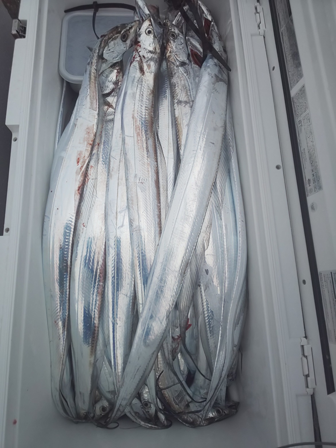 太刀魚釣り 金剛丸 釣果ブログ 富山 釣り船 金剛丸