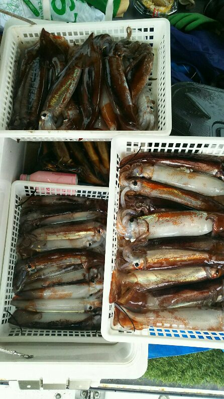 ヤリイカ スルメイカ釣り 金剛丸 釣果ブログ 富山 釣り船 金剛丸