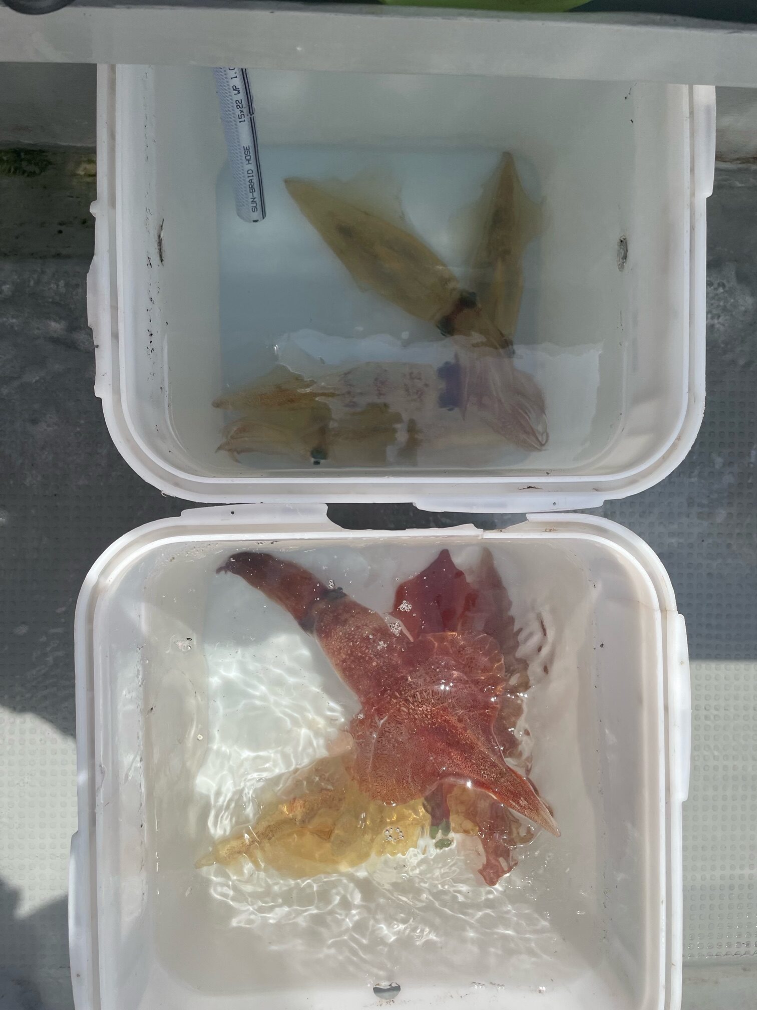 ケンサキ ブドウ ヤリ スルメ - 金剛丸 富山 釣船