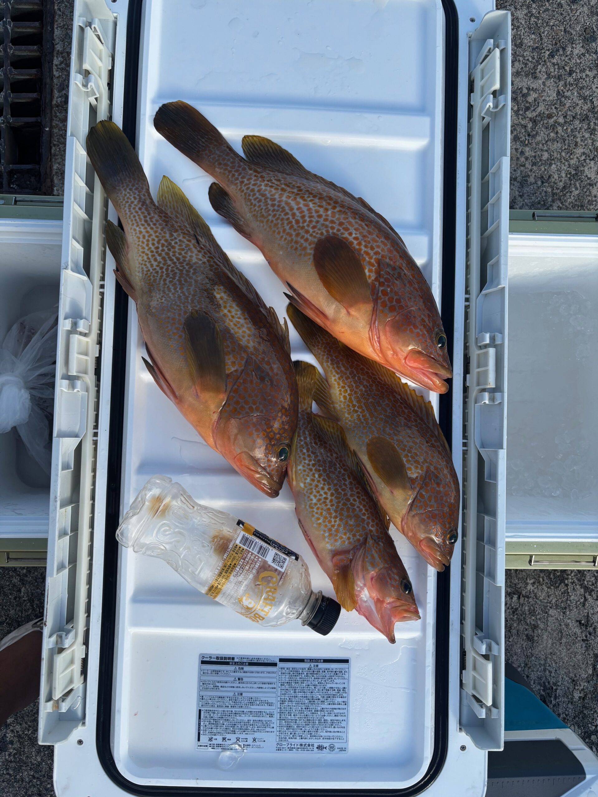 アオリイカ - 金剛丸 富山 釣船